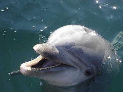 A Gallery of Dolphins