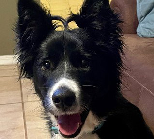 Quiz about Rhyming Quiz For Kids  Dog Edition