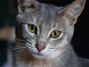 Cat Breeds and Some Cute Photos Too