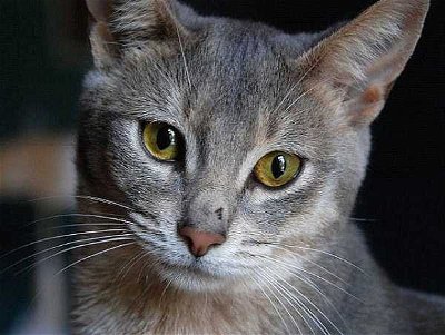 Cat Breeds: Cat Breeds and Some Cute Photos Too