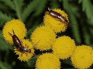 Insects: The Misunderstood Earwig Ear We Go Again