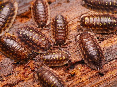 A Gallery of Crustaceans