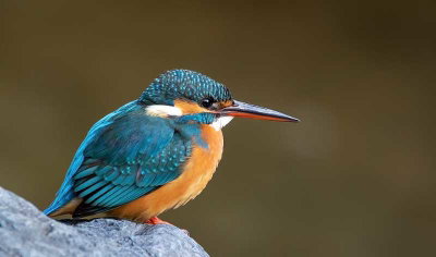 Birds for Kids: Birds You Might See in the British Isles