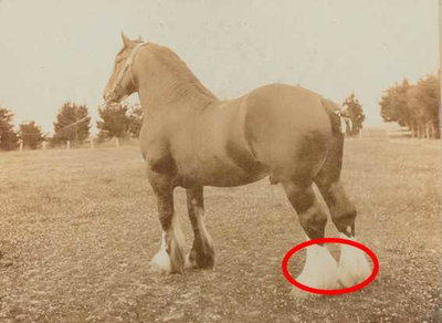    Horses: Wont You Be My NeighBor