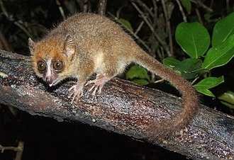 Primates of Madagascar
