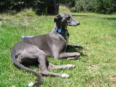 Quiz about Spectacular Sighthounds
