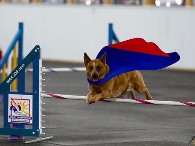 Quiz about AKC Agility for Beginners