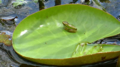 Video Game Developers: Pixellated Paradise