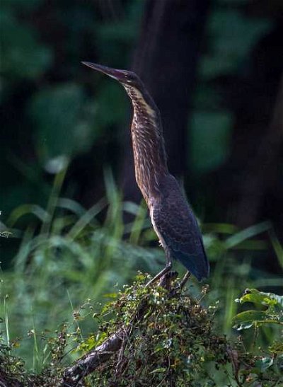 Regional Quizzes: Birds of Cambodia