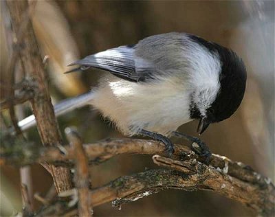  Wild Birds USA: Stately Birds of the USA