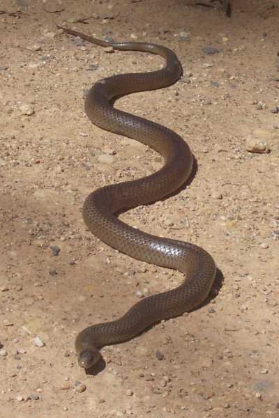 Snakes: Seven Deadly Skins