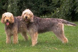 Dog Breeds: Vulnerable Breeds of the UK and Ireland