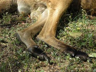 Mixed Mammals: Paws for Thought