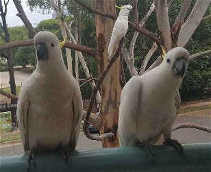 Common Sydney Birds