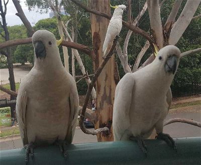    Wild Birds Australia: Common Sydney Birds