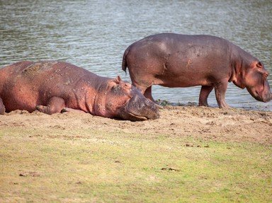 Quiz about Hippos