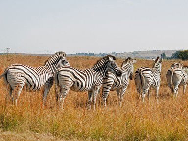 Quiz about Only Fools And Zebras