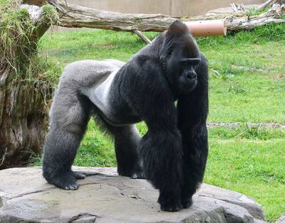 SciFi Mixture: Beware of These Animals At Least In the Movies