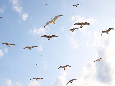 Quiz about Symbols of the States  Birds 1