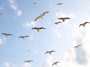 Symbols of the States  Birds 1