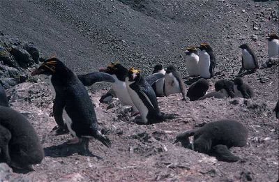 Penguins: Happy Feet