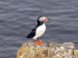 Seabirds of Britain