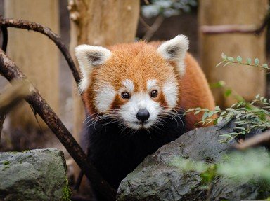 Quiz about The Adorable Red Panda