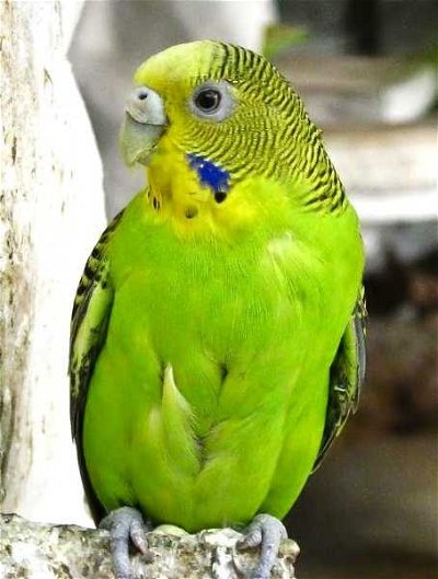 Pet Birds: All Kinds of Pet Birds