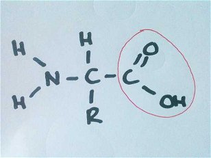 Biochemistry: The Amino Acid 