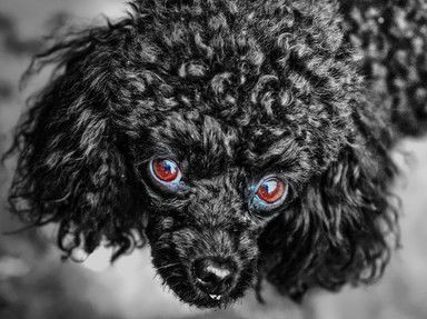 Quiz about Oodles of Poodles