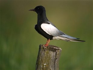  Specific Bird Species: Tern Around