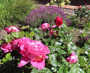 Flowers Plants  Gardens: A Seed From Windys Little Garden