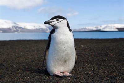 Penguins: Penguins of the World