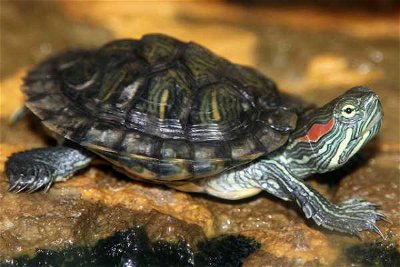 Turtles and Tortoises: Turtle Power