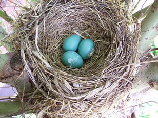 What Animal Am I: Eggciting Animals