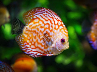 Quiz about North American Fish Quiz