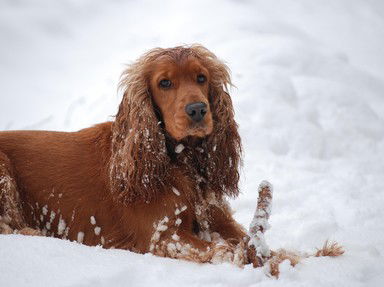 Quiz about Cocker Spaniel Photo Parade