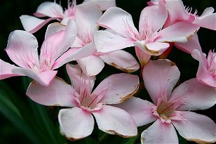 Oleander and Other Botanical Poisons