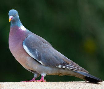 Quiz about Columbidae Columbinight