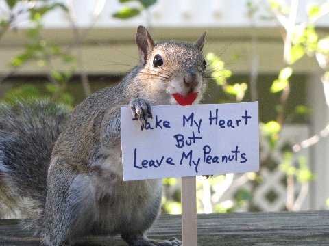 Borneo's 'carnivorous' squirrel actually mainly eats one kind of