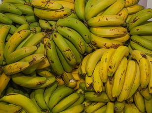 Botany: We Let Bananas Go Extinct Again