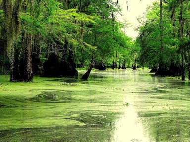 Quiz about A Look at Louisiana
