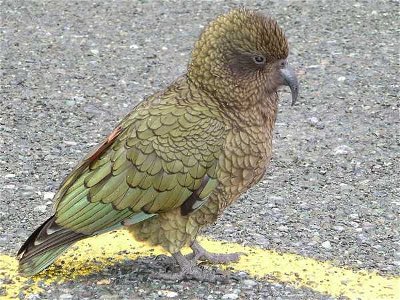 New Zealand: The Beautiful Animals of New Zealand