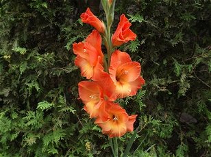  Comedians Mixture: More than the Gladioli