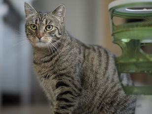 How Much Is That Tabby In The Window