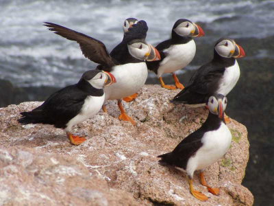 Fascinating Animals of the UK Seashores