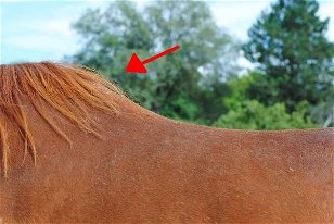 Horse Care: A Visual Guide to External Horse Anatomy