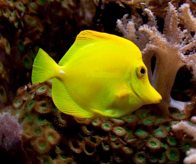 Animal Colors: All Things Yellow