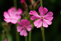 photo quiz