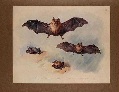 Bats: Bat Out of Hell
